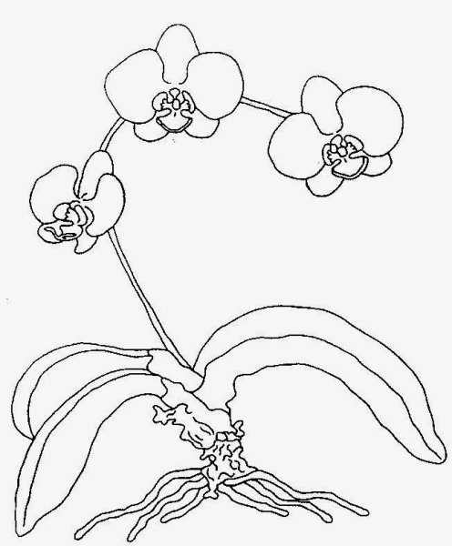 Орхидея детский рисунок