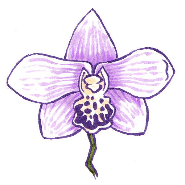 Орхидея карандашом