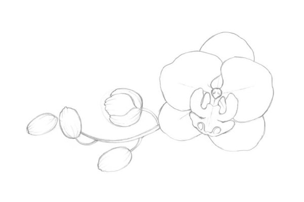 Как рисовать орхидею поэтапно