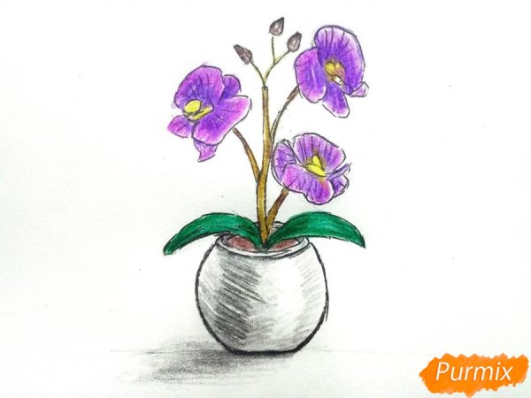 Орхидея рисунок карандашом