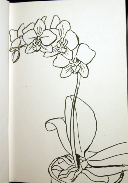 Гладиолус раскраска