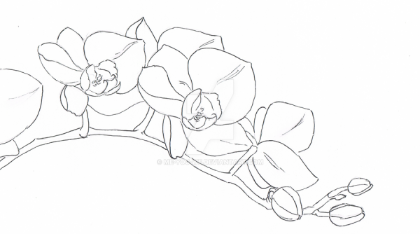 Орхидея по шагам