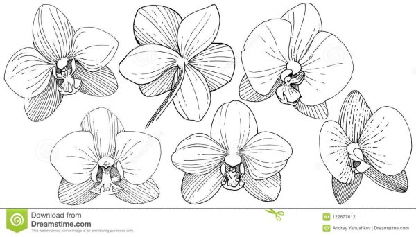 Орхидея в горшке срисовка