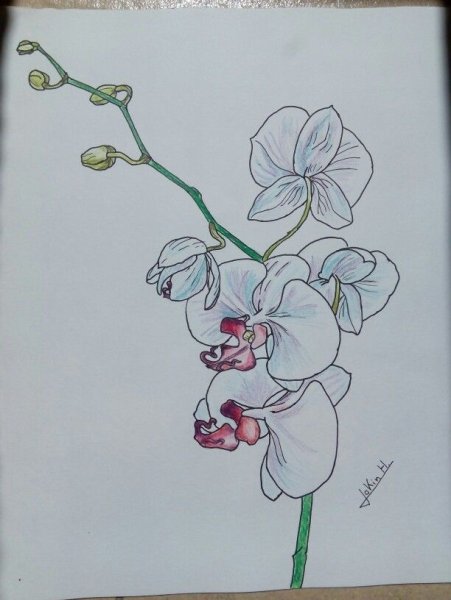 Рисунки карандашом цветы орхидеи