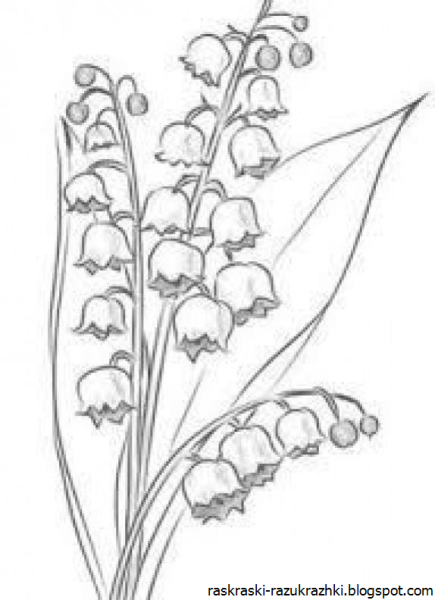 Первоцветы раскраска Ландыш