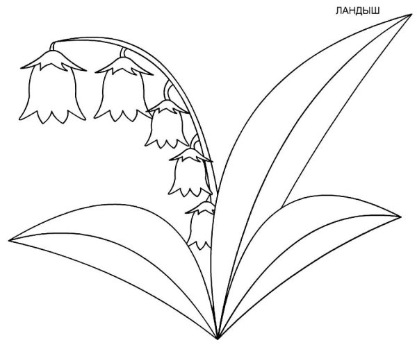 Ландыш рисунок карандашом для детей