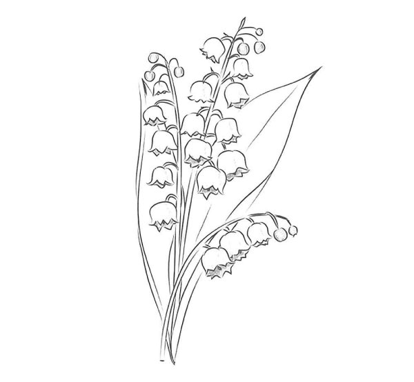 Ландыш рисунок карандашом