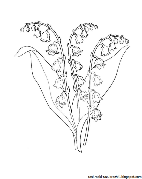 Ландыш Майский разукрашка