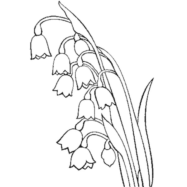 Ландыши карандашом для срисовки