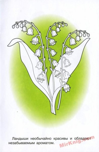 Ландыш рисунок
