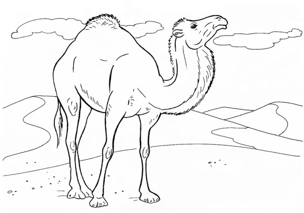 Оазис в пустыне раскраска