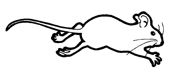 Раскраска мышь бежит