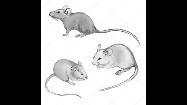 Набросок мыши