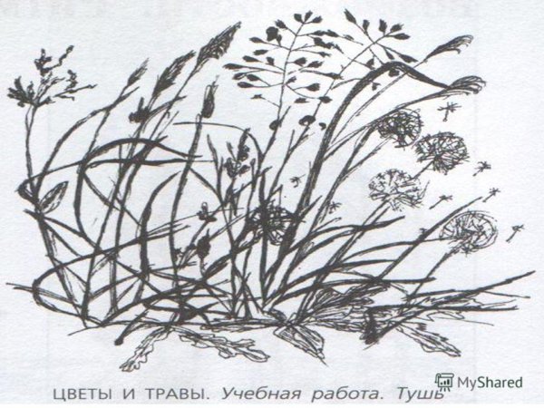 Трава на ветру карандашом