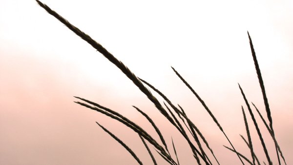 Колыхание травы на ветру карандашом