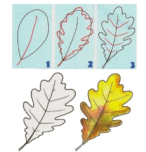 Рисуем дубовый лист поэтапно
