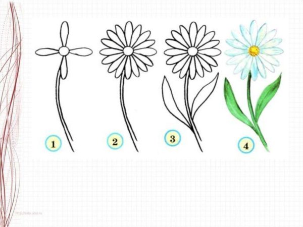 Ромашки карандашом для начинающих