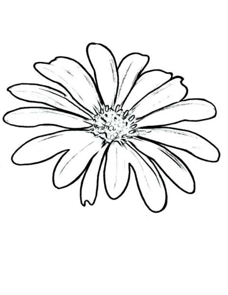 Ромашка раскраска