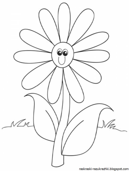 Раскраска Маргаритка цветок