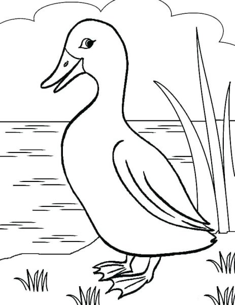 Рисование утки с утятами