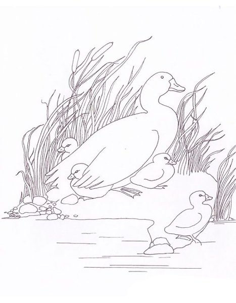 Лебедь раскраска