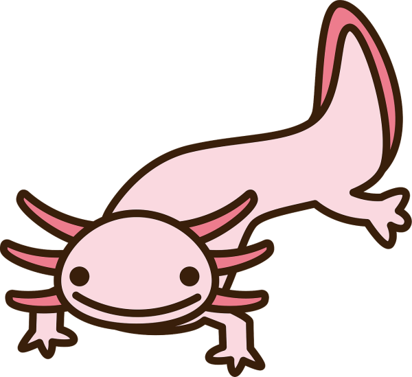 Строение аксолотля