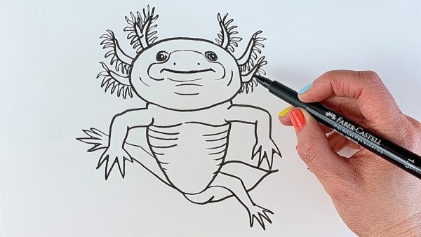 Аксолотль Чиби