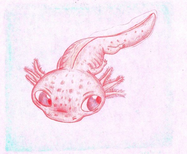 Аксолотль Кавайи