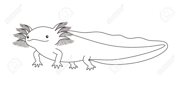 Аксолотль акварелью