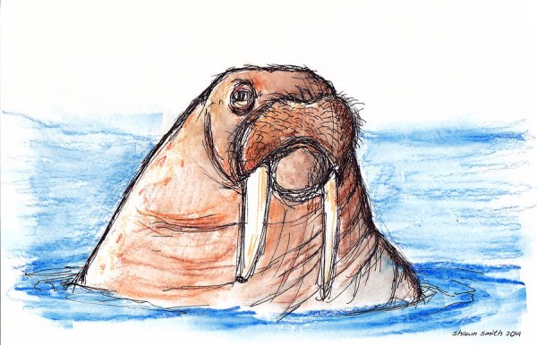 Морж рисунок