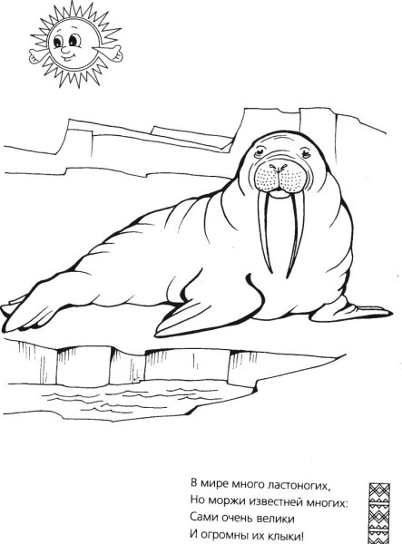 Морж раскраска