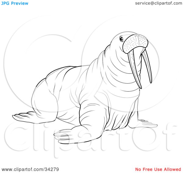Морж контур на белом фоне