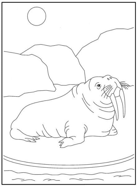 Атлантический морж раскраска