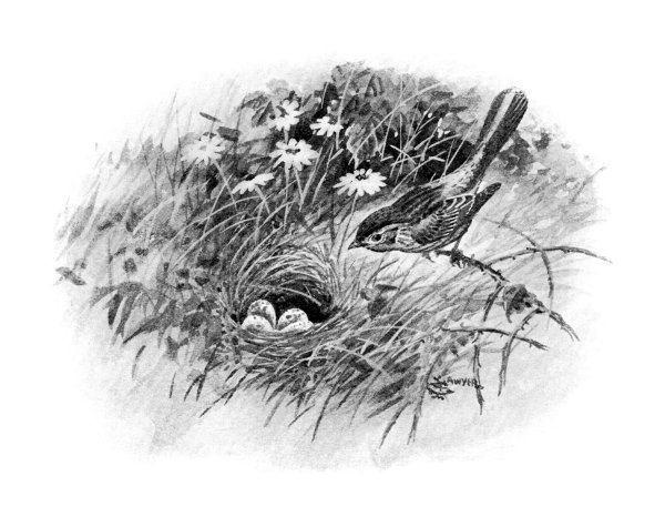Гнездо карандашом