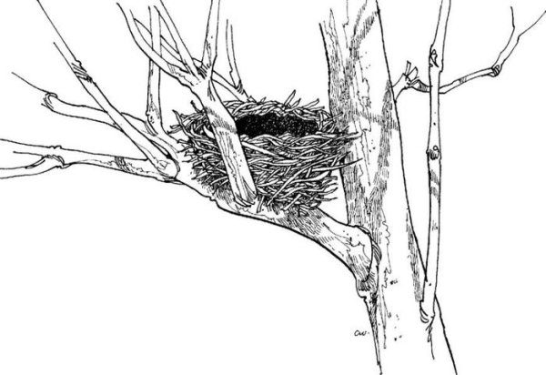 Дерево с гнездом раскраска