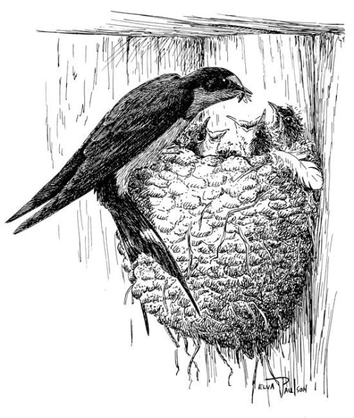 Гнездо ласточки