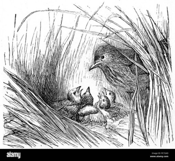 Гнездо для птиц.