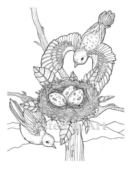 Раскраска гнездо птицы