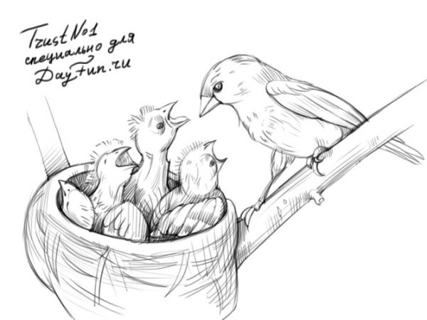 Нарисовать гнездо с птенцами