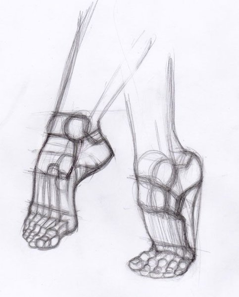 Готфрид Баммес анатомия ступни и ноги