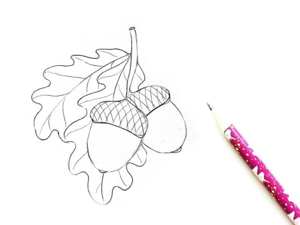 Нарисовать Желудь карандашом