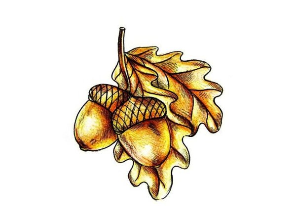 Желудь карандашом