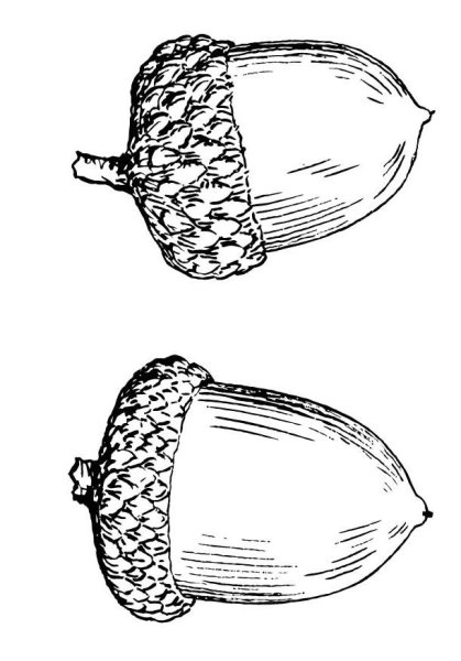 Желудь для раскрашивания