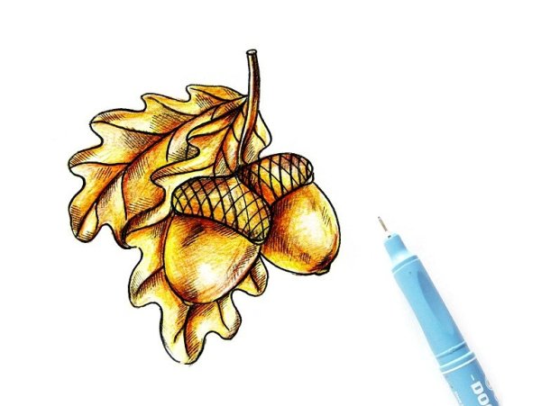 Желудь рисунок карандашом