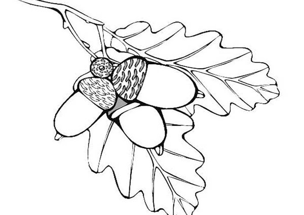 Поэтапное рисование листьев