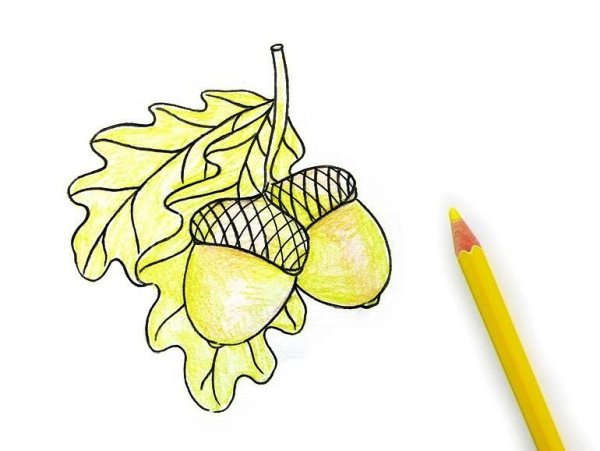 Как нарисовать Желудь