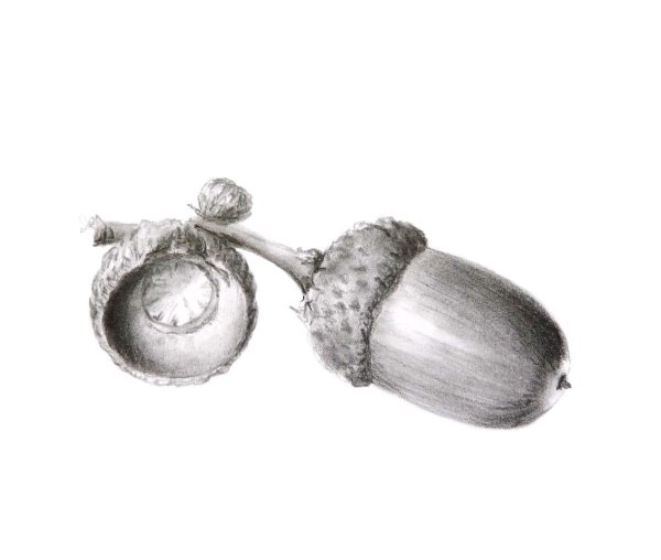 Желудь рисунок карандашом