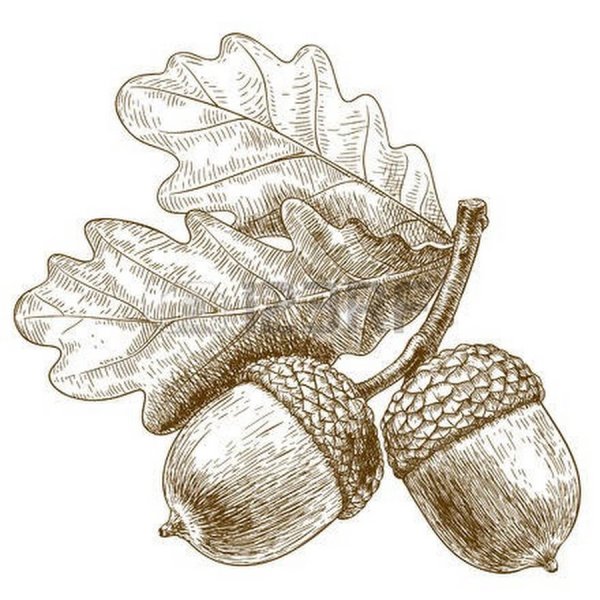 Рисование ветка дуба