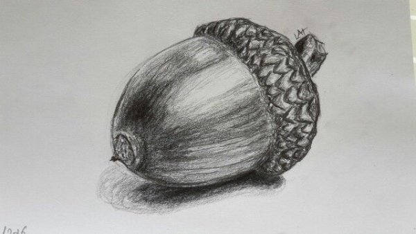 Нарисовать Желудь карандашом