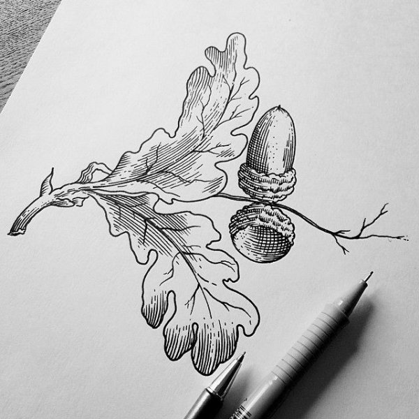 Раскраска дуб с желудями